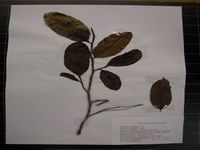 Herbarium sample